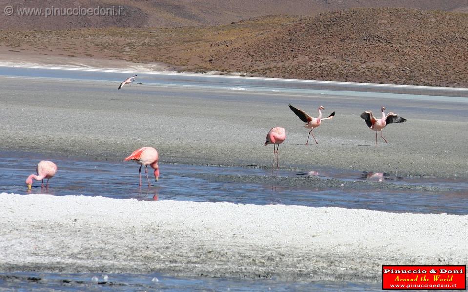 BOLIVIA 2 - Ruta de Las Joyas - Laguna Hedionda - Flamencos - 12.jpg